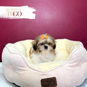 Shih Tzu for sale at Puppies F Red/Sable #9045