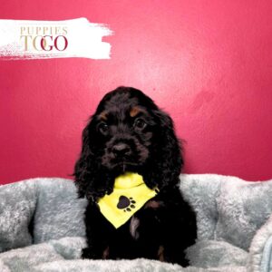 Cocker Spaniel Puppies Miami M Black/Tan #4018