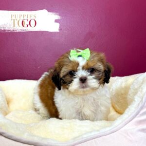 Shih Tzu Puppies For Sale F Red/White/Tan #5566