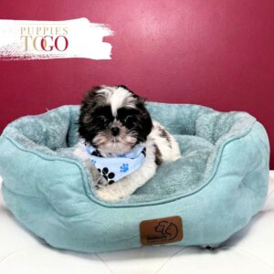 Shih Tzu Puppies For Sale M Brindle/White Parti #6906
