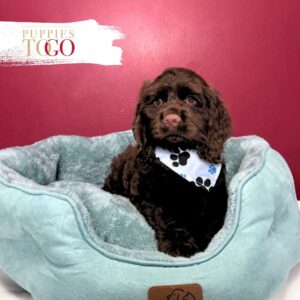 Cocker Spaniel Perfect Family Pet M Chocolate #1645