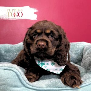 Cocker Spaniel Puppies For Sale Miami M Chocolate #7783