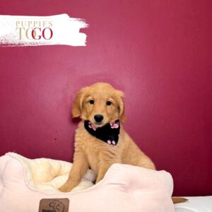 Golden Retriver Puppy for sale F Golden #3005
