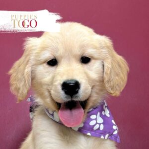 Golden Retriver Puppy F Golden #8408