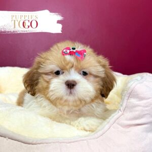Shih Tzu for sale at Puppies F Sable/white #2122