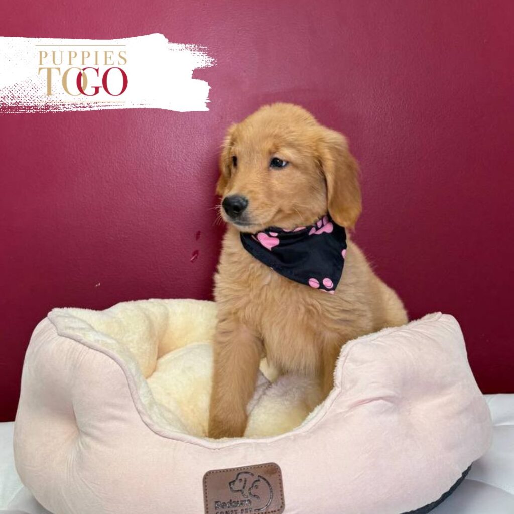 Golden Retriver Puppy for sale F Golden #3005