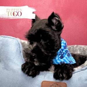 Mini Schnauzer puppies for sale Miami M Black/white #6639