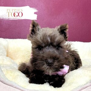 Mini Schnauzer puppies for sale Miami F Golden Liver #6638