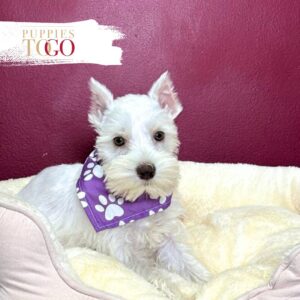 Mini Schnauzer puppies for sale Miami F White #6640
