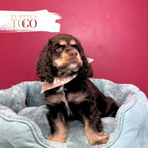Cocker Spaniel Puppies Miami M Chocolate #7782