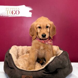 Golden Retriver Puppy  M Dark golden #5131