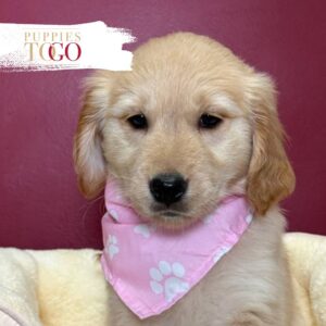 Golden Retriver Puppy for sale F Golden #8409