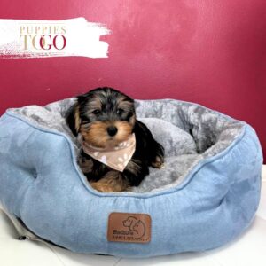 Yorkshire Terrier Puppies Miami For Sale