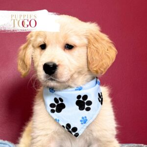 Golden Retriever Puppy is Waiting M Golden #8401