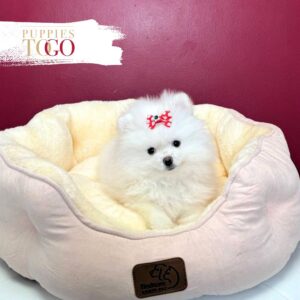Pomeranian puppies sale Miami F White #8404