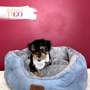 Yorkshire Terrier Puppies Sale Miami