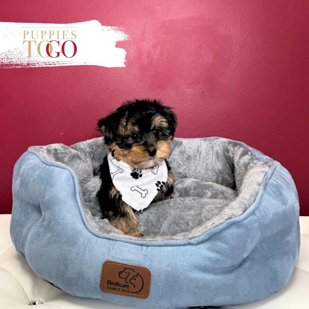 Yorkshire Terrier Puppies Sale Miami
