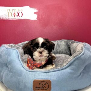 Shih Tzu Puppies For Sale M Chocolate/White #8631