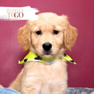 Golden Retriver Puppy Miami M Golden #8405