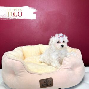 Maltese puppies for sale Miami F White #3790