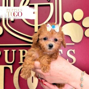 Poodle Puppies for Sale F Red #7080