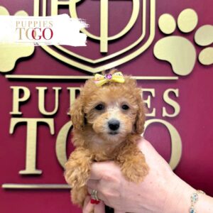 Poodle Puppies for Sale F Red #7065