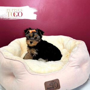Yorkshire Terrier Puppies Miami F Black/Tan #8634