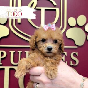 Poodle puppies Miami Brown F Red #7077