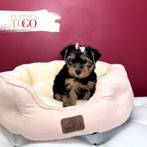 Yorkshire Terrier Puppies Sale Miami F Black/Tan #4370