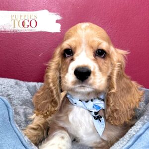 Cocker Spaniel Puppies For Sale Miami M Buff/White #9231