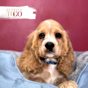 Cocker Spaniel Puppies Miami M Buff/White #9222