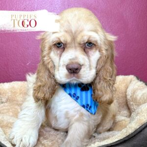 Cocker Spaniel Companion Puppies M Buff/White #3094