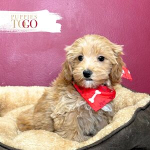 Maltipoo Puppies for Sale in Miami M Red/White #0753