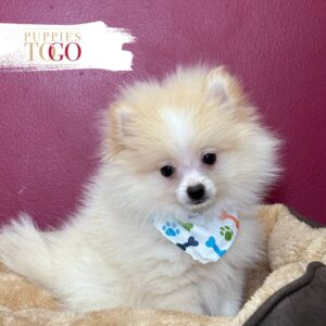 Pomeranian puppies for sale Miami M Cream/White #8417