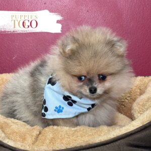 Pomeranian puppies sale Miami M Blue/Cream Merle #8809