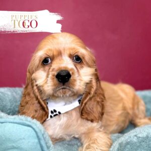 Cocker Spaniel Puppies Miami M Buff/White #8936