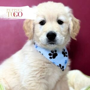 Golden Retriver Puppies for Sale M Golden #6132
