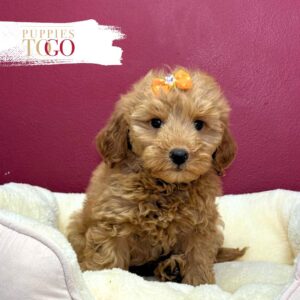 Mini GoldelDoodle for sale Miami F Red #6276