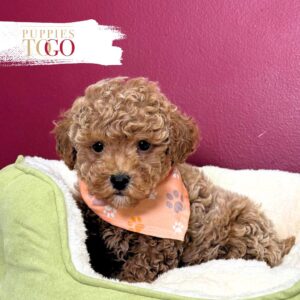 Poodle Puppies for Sale M Red #3329