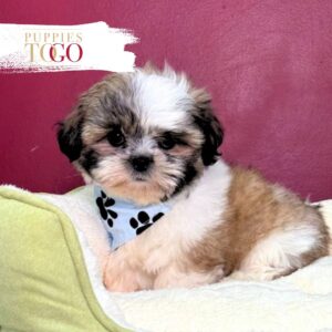 Shih Tzu for sale at Puppies M White/Sable #7584