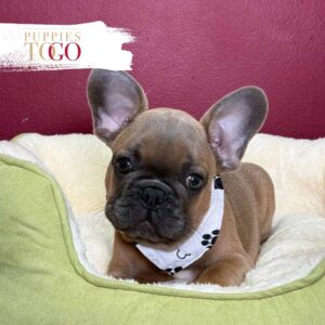 French Bulldogs Puppy Near Me M Sable #7244