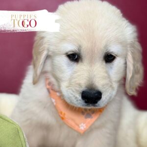 Golden Retriver Puppy M Cream #6121
