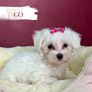 Maltese for sale Puppies F White #3815