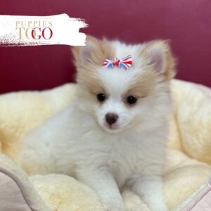 Pomeranian puppies sale Miami F Orange Parti #1012
