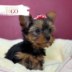 Yorkshire Terrier Puppies Miami For Sale F Black/Tan #1559