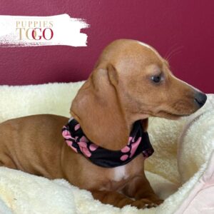 Dachshund Puppies for Sale F Dark Golden #0794