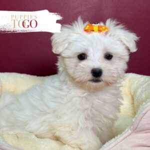 Maltese puppies for sale Miami F White #8752