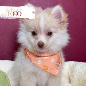 Pomeranian puppies sale Miami M Cream/White #0065