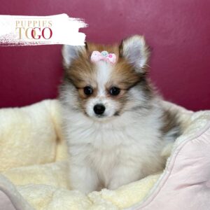 Pomeranian puppies for sale Miami White/Red Parti F #5446