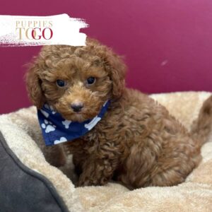 Mini GoldelDoodle for sale Miami M Red #6274